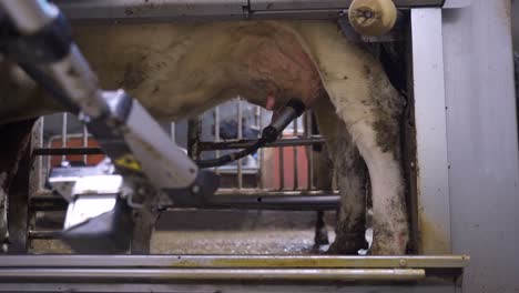 Milking-Robot-Removing-Teatcup-From-A-Cow's-Teat,-close-up