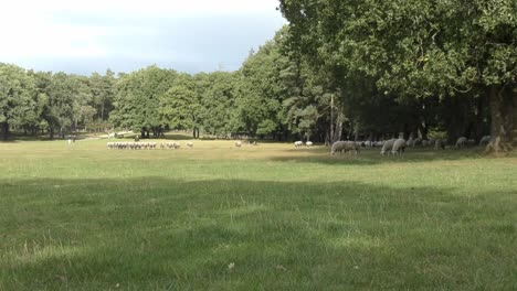 Flock-Of-Sheeps-Grazing-On-Pasture-With-Dense-Trees-In-Background-During-Sunny-Day