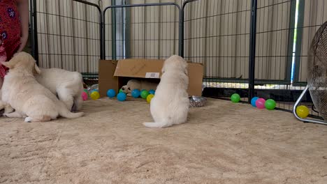 Young-Golden-Retriever-Puppies-On-Carpet-Floor-Inside-Dog-Cage-With-Owner