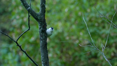 Cute-white-and-black-bird-hanging-on-the-side-of-tree,-another-bird-flies-by-out-of-fucous,-blue-hour,-Canada