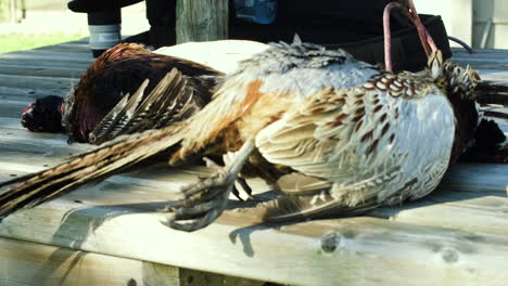 Pheasants-laying-dead-after-being-shot-during-hunting