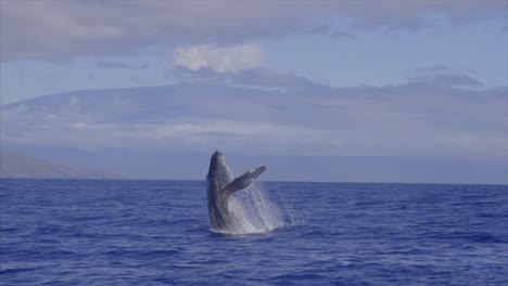 Humpback-Whale-Breeching-Slow-Motion