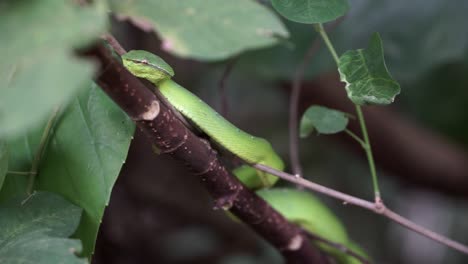 Serpiente-Víbora-De-árbol-Verde-En-Las-Selvas-De-Borneo-Colgando-Y-Acechando-En-Una-Rama-Cubierta-De-Hojas-Y-Una-Inspección-Camina-Por