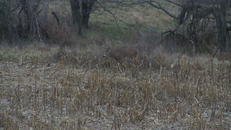 whitetail-deer-in-the-wild