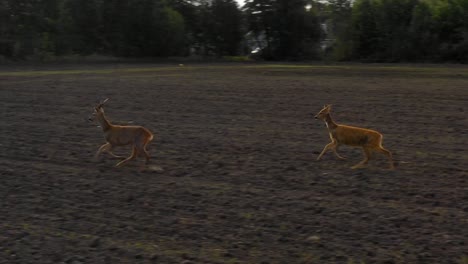 Tres-Ciervos-Corriendo-Por-El-Campo-De-Tierra