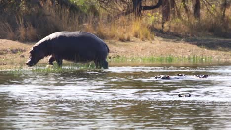 Aufnahmen-Eines-Großen-Erwachsenen-Flusspferds-In-Einem-Natürlichen-See-In-Einem-Nationalpark-In-Südafrika
