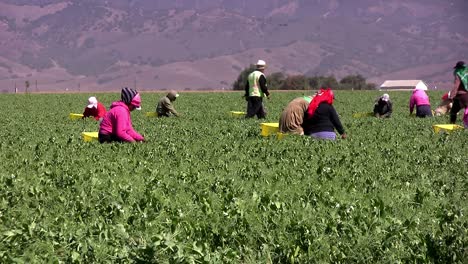 Mexican-field-workers-harvesting-beans-in-California,-USA