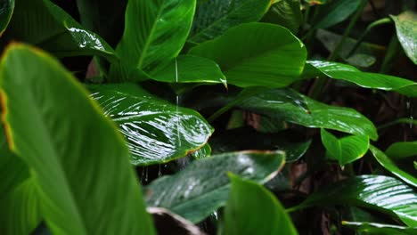 Regentropfen-Auf-Tropischem-Blätterhintergrund