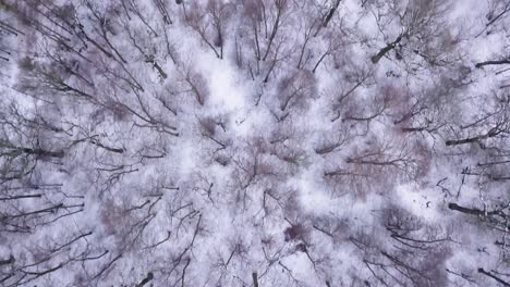 Top-down-shot-of-a-forest-in-winter-near-the-city