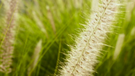 Reed-grass-swaying-gently-in-breeze,-Close-Up-Slowmo-Tilt-Shot