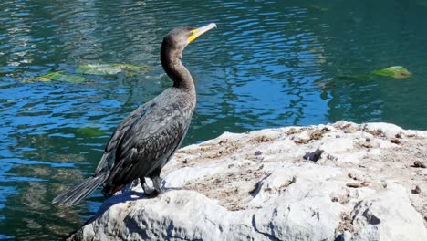 Cormorant-resting-on-rock-sunny-day-with-lily-pads-floating-on-river-behind-bird