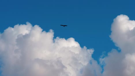 águila-Volando-En-El-Interior-De-Australia