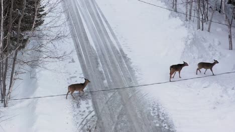 Watching-three-deer-walk-off-snowy-road-before-flying-away-AERIAL-CLOSE-UP