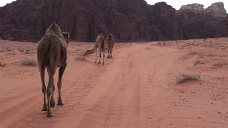 Tres-Camellos-Caminando-Por-La-Carretera-En-El-Desierto-De-Wadi-Rum