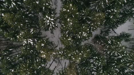 Top-down-view-of-pine-trees-covered-with-snow