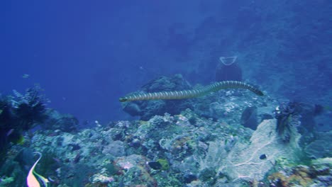 Serpiente-Marina-Venenosa-Nada-Sobre-El-Arrecife-De-Coral-En-Busca-De-Comida