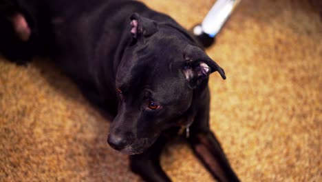 Black-lab-pit-mix-laying-quietly-on-the-carpet-wearing-a-red-collar