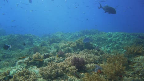 Nadando-Sobre-Un-Arrecife-Saludable-Lleno-De-Vida-Con-Algunos-Peces-Jureles-Plateados-Nadando-Alrededor-Patrullando-El-Arrecife
