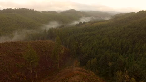 Aerial-footage-of-drone-descending-over-pine-tree-forest-in-Coos-County-Oregon-showing-deforestation