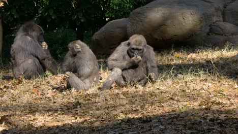 Three-young-gorillas-sitting-and-eating-together