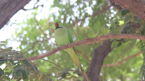 Schöner-Indischer-Grüner-Papagei,-Der-Auf-Einem-Ast-Sitzt-Und-In-Die-Kamera-Schaut-I-Papageienvogel-Stockvideo-I-Alexandrinensittichvogel