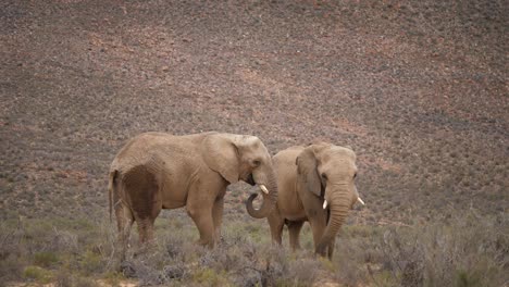 Zwei-Elefanten-Fressen-Vegetation-In-Südafrika