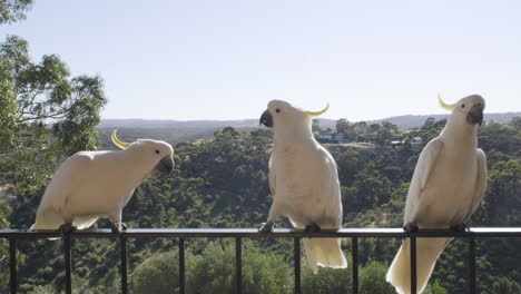 Sliding-shot-of-cockatoos-playing-on-balcony-in-the-hills-in-South-Australia