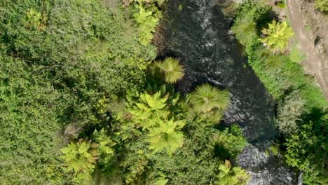 Top-down-aerial-view-of-clean-fresh-water-river-flowing-in-native-forrest,-New-Zealand