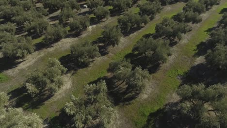 Reveal-shot-of-Cazorla-village-in-Andalusia,-Spain-located-at-the-foot-of-rocky-mountain-among-huge-olive-groves-with-regular-rows-of-olive-trees