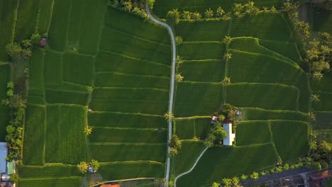 Wunderschöne-Luftaufnahmen-Der-Reisfelder-Im-Dorf-Bali