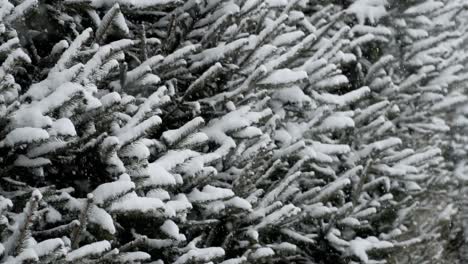 Close-up-side-view-slow-motion-snow-covered-needle-trees-with-snow-falling-through-frame