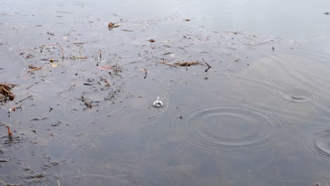 Raindrops-falling-on-water-and-creating-ripples