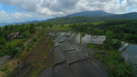 Eine-Drohnenaufnahme-Einiger-Reisfelder-In-Einem-Viertel-In-Buhi-Bicol,-Philippinen