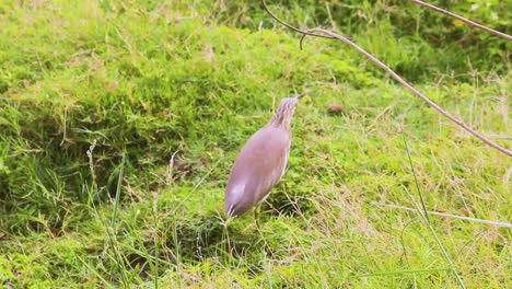 Beautiful-Indian-Pond-heron-hunting-insects-in-grass-bird-stock-videos-I-brown-Indian-pond-heron