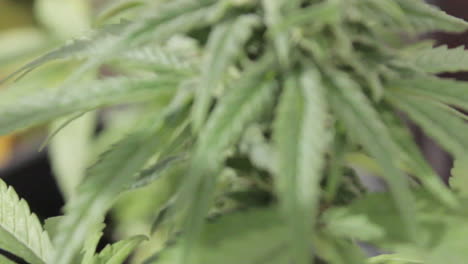 Close-vertical-panning-of-green-flowered-marijuana-plant-and-leafs-with-visible-pistills-and-buds