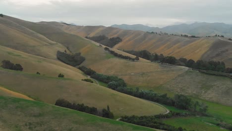 Aerial-view-of-yellow-hills-scenery-in-Marlborough,-Blenheim,-New-Zealand
