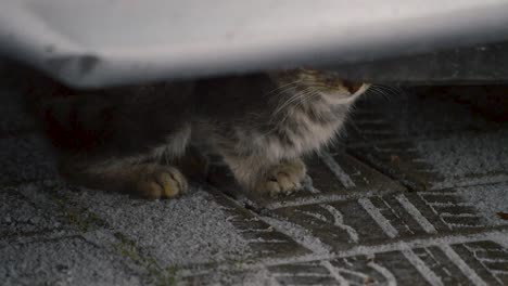 Little-silver-tiger-colored-cat-hiding-under-the-car-from-falling-snow-on-a-winter-morning
