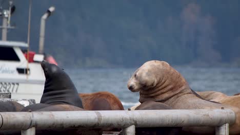 Sea-lions-on-a-dock-playing-with-fishing-boat-going-by-in-background