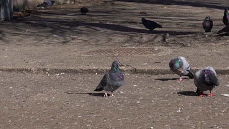 Eine-Gruppe-Grauer-Tauben,-Die-Auf-Dem-Backsteinpflaster-Spazieren-Gehen-Und-Nach-Nahrung-Suchen