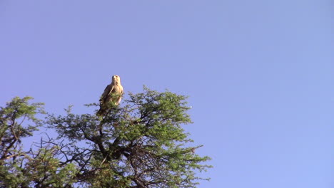 Un-águila-Leonada-Adulta-De-Morfo-Pálido-Ove-Y-Llama-Encima-De-Un-Enorme-árbol-De-Espinas-De-Camello-En-El-Kgalagadi,-Parte-Del-Kalahari-En-Un-Caluroso-Día-De-Verano