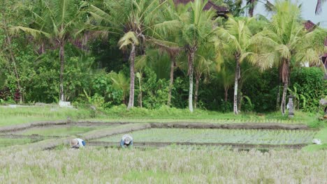 Zwei-Arbeiter-Auf-Einem-Reisfeld
