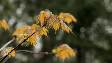 Orangefarbene-Blätter-Hängen-Im-Herbst-An-Einem-Ast