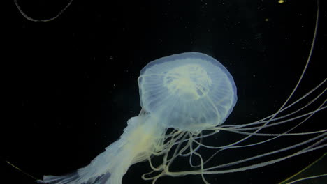 Jellyfish---Sanderia-Marayensis---White-jellyfish-with-long-tentacles-at-Kamon-Aquarium,-Japan