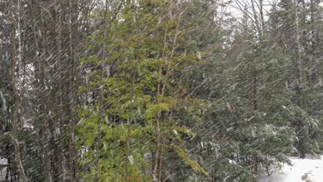 Trees-and-pines-in-heavy-snow-during-snowfall