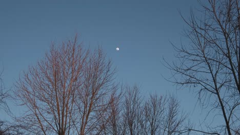 Der-Mond-Leuchtet-Vor-Einem-Hellblauen-Abendhimmel-Mit-Sich-Wiegenden-Bäumen-Im-Vordergrund