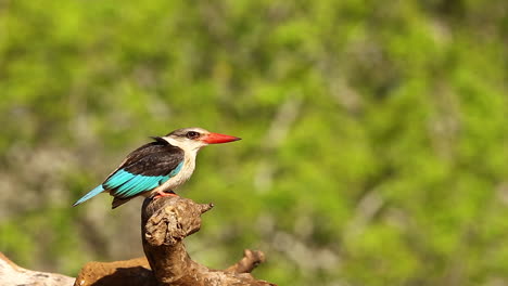 A-view-from-a-sunken-photographic-Mkhombe-hide-in-the-Zimanga-Private-game-reserve-on-a-summer-day-of-birds-feeding-and-drinking-like-this-Brown-Hooded-kingfisher