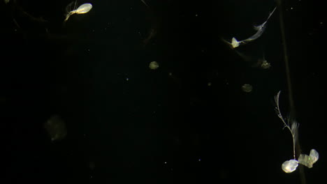 Jellyfish---Mertensia-Ovum---Strange-jellyfish-at-Kamon-Aquarium,-Japan