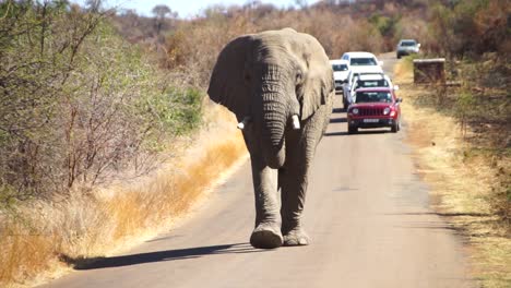 Afrikanischer-Elefant,-Der-Auf-Einer-Straße-Läuft