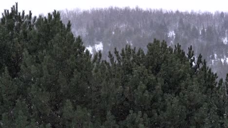 Slow-motion-snow-fall-Canada-HD