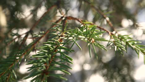 close-up-of-pine-tree-sweden-during-spring